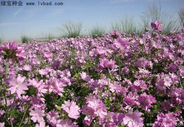 錦葵種子 錦葵種子