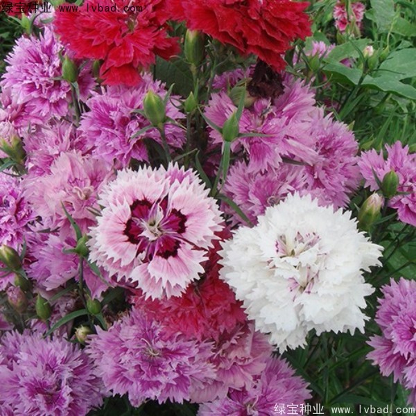 康乃馨<a href='http://m.fscangbo.com/' target='_blank'>種子</a>
