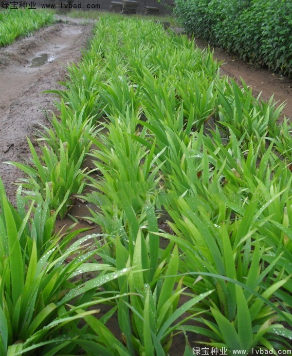 藍花鳶尾圖片