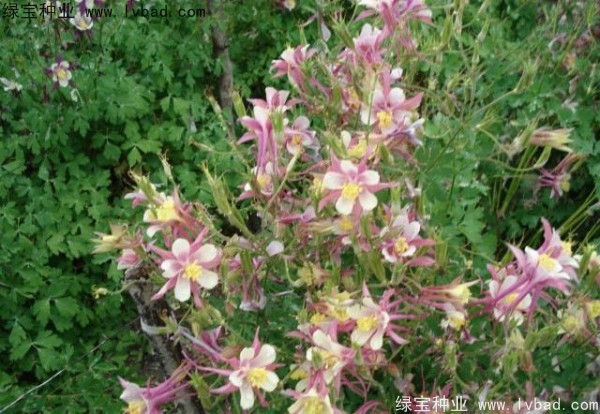 耬斗菜圖片 耬斗菜圖片