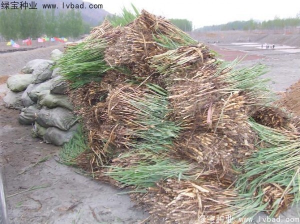 <a href='http://m.fscangbo.com/shuicaozhongzi/1587.html' target='_blank'>蘆葦種子</a>