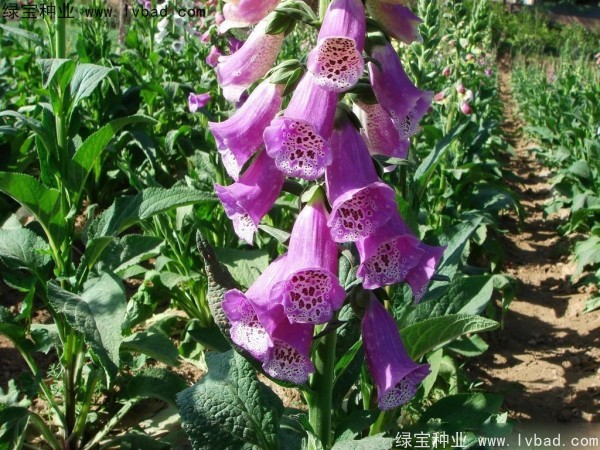 <a href='http://m.fscangbo.com/caohuazhongzi/1596.html' target='_blank'>毛地黃種子</a>