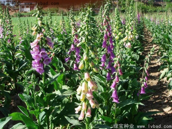 <a href='http://m.fscangbo.com/caohuazhongzi/1596.html' target='_blank'>毛地黃種子</a>