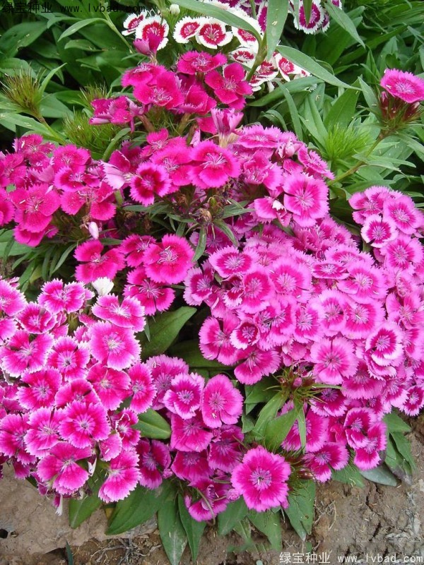 美國石竹<a href='http://m.fscangbo.com/' target='_blank'>種子</a>