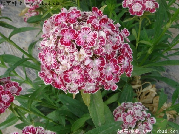 美國<a href='http://m.fscangbo.com/caohuazhongzi/97045.html' target='_blank'>石竹種子</a>