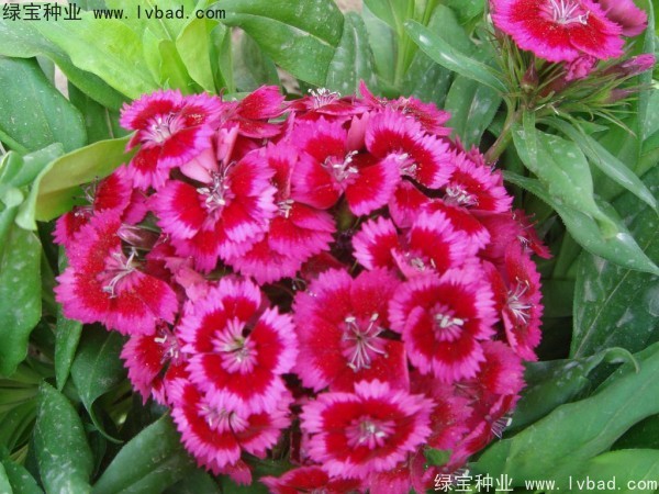 <a href='http://m.fscangbo.com/caohuazhongzi/1632.html' target='_blank'>五彩石竹種子</a>