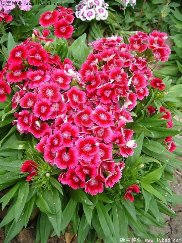 五彩<a href='http://m.fscangbo.com/caohuazhongzi/97045.html' target='_blank'>石竹種子</a>