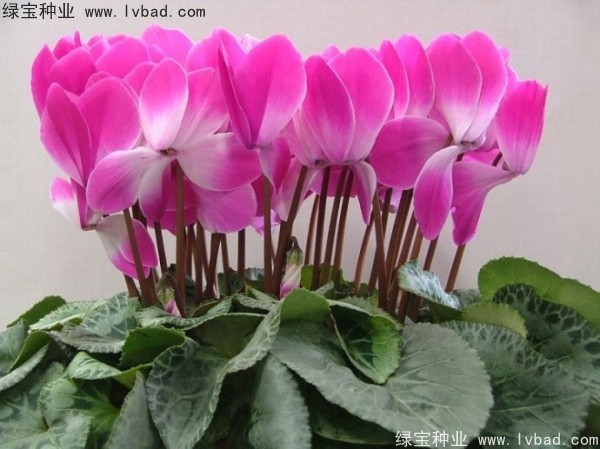 <a href='http://m.fscangbo.com/caohuazhongzi/1637.html' target='_blank'>仙客來(lái)種子</a>