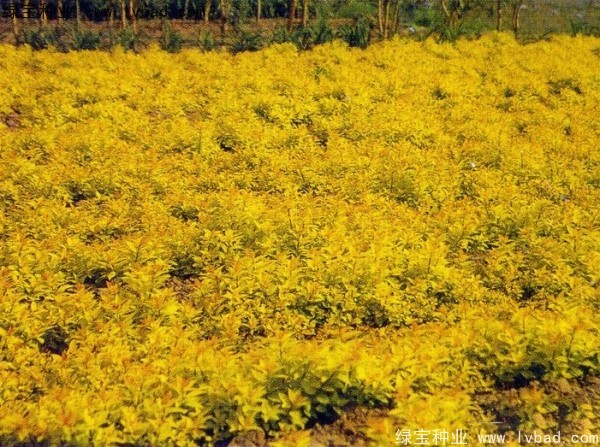 繡線菊<a href='http://m.fscangbo.com/' target='_blank'>種子</a>