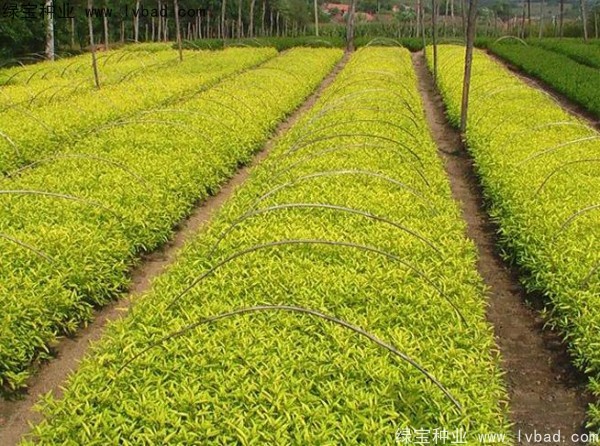 <a href='http://m.fscangbo.com/caohuazhongzi/1644.html' target='_blank'>繡線菊種子</a>