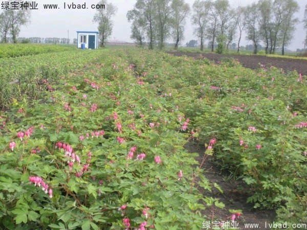 <a href='http://m.fscangbo.com/caohuazhongzi/1644.html' target='_blank'>繡線菊種子</a>
