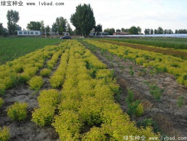 <a href='http://m.fscangbo.com/caohuazhongzi/1644.html' target='_blank'>繡線菊</a><a href='http://m.fscangbo.com/' target='_blank'>種子</a>