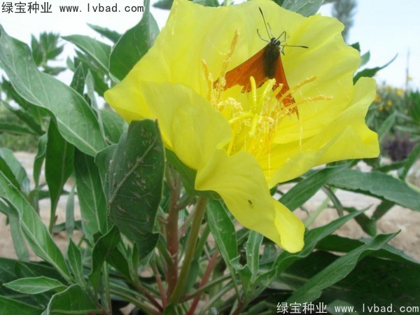 <a href='http://m.fscangbo.com/caohuazhongzi/1649.html' target='_blank'>夜來香種子</a>