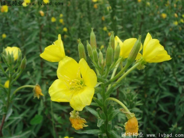 <a href='http://m.fscangbo.com/caohuazhongzi/1649.html' target='_blank'>夜來香種子</a>