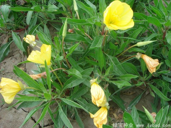 <a href='http://m.fscangbo.com/caohuazhongzi/1649.html' target='_blank'>夜來香</a><a href='http://m.fscangbo.com/' target='_blank'>種子</a>