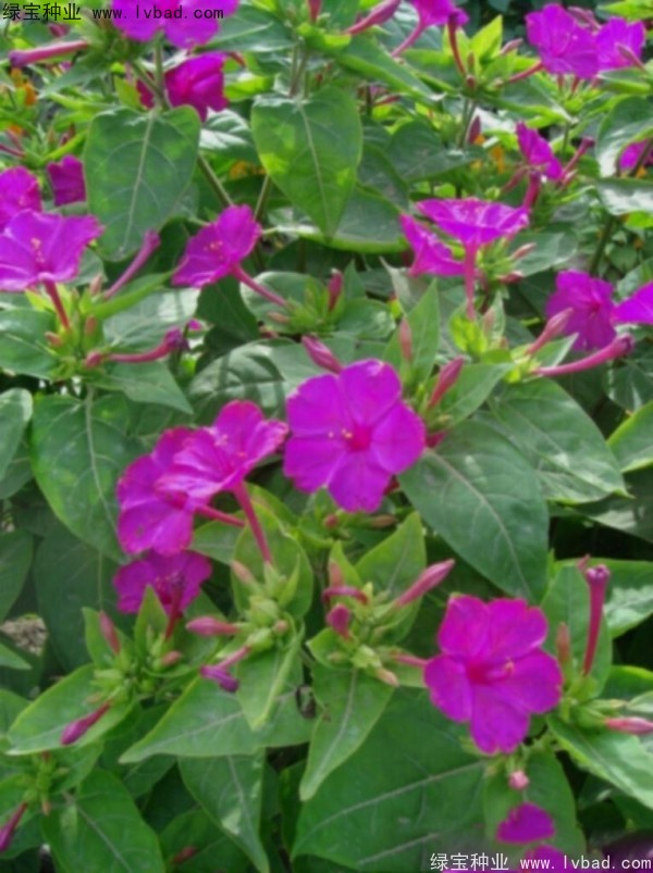 紫茉莉<a href='http://m.fscangbo.com/' target='_blank'>種子</a>