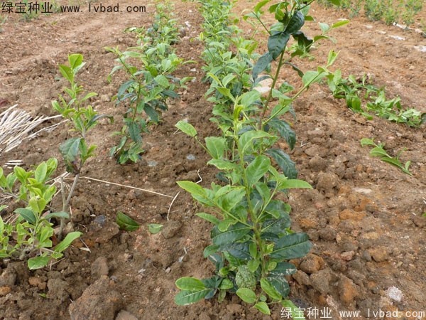 <a href='http://m.fscangbo.com/linmuzhongzi/2198.html' target='_blank'>茶樹種子</a>
