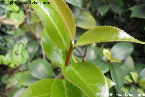 <a href='http://m.fscangbo.com/linmuzhongzi/2198.html' target='_blank'>茶樹種子</a>