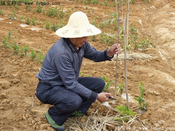 <a href='http://m.fscangbo.com/linmuzhongzi/2198.html' target='_blank'>茶樹種子</a>