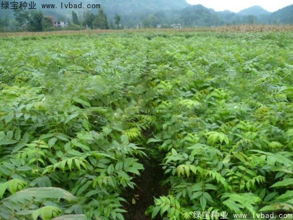 <a href='http://m.fscangbo.com/linmuzhongzi/2199.html' target='_blank'>黃柏種子</a>