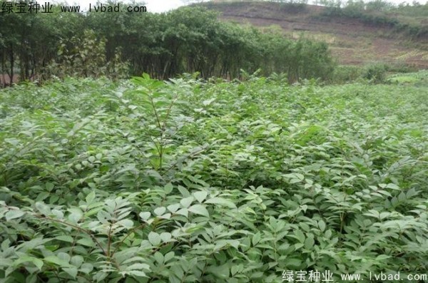 <a href='http://m.fscangbo.com/linmuzhongzi/2199.html' target='_blank'>黃柏</a><a href='http://m.fscangbo.com/' target='_blank'>種子</a>