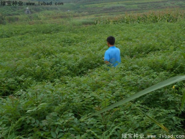 <a href='http://m.fscangbo.com/linmuzhongzi/2199.html' target='_blank'>黃柏</a><a href='http://m.fscangbo.com/' target='_blank'>種子</a>