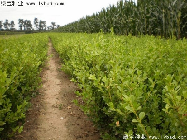 <a href='http://m.fscangbo.com/linmuzhongzi/2215.html' target='_blank'>瓜子黃楊種子</a>