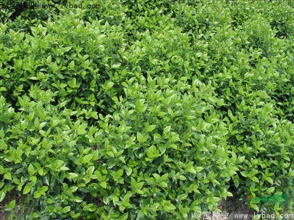 <a href='http://m.fscangbo.com/linmuzhongzi/2225.html' target='_blank'>莢蒾種子</a>