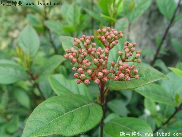 <a href='http://m.fscangbo.com/linmuzhongzi/2225.html' target='_blank'>莢蒾種子</a>