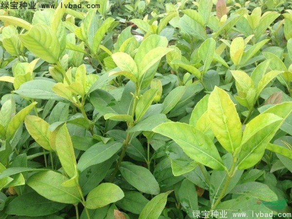 莢蒾<a href='http://m.fscangbo.com/' target='_blank'>種子</a>