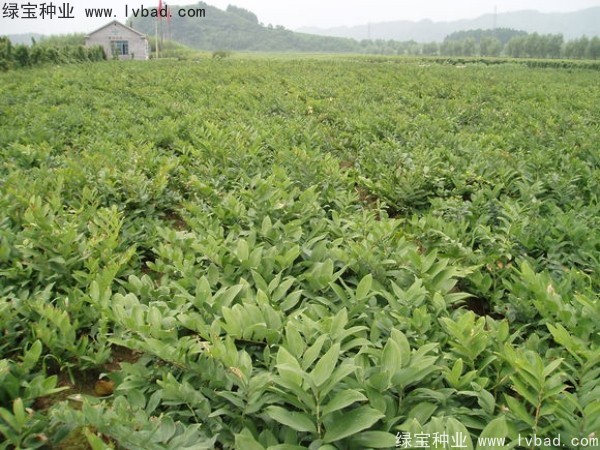 玉竹<a href='http://m.fscangbo.com/' target='_blank'>種子</a>