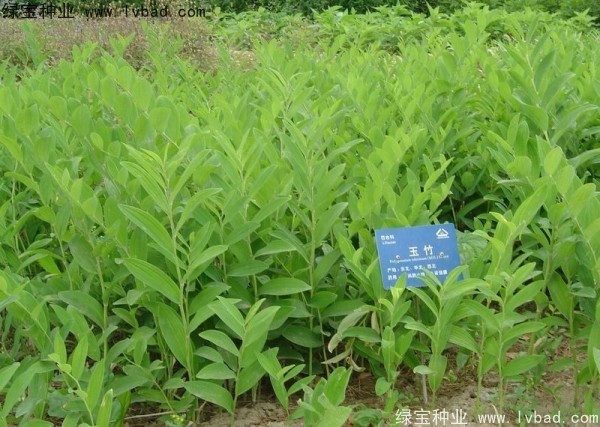<a href='http://m.fscangbo.com/linmuzhongzi/2254.html' target='_blank'>玉竹種子</a>
