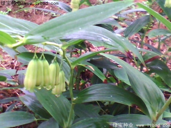 <a href='http://m.fscangbo.com/linmuzhongzi/2254.html' target='_blank'>玉竹種子</a>