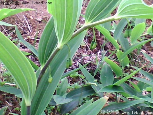玉竹<a href='http://m.fscangbo.com/' target='_blank'>種子</a>