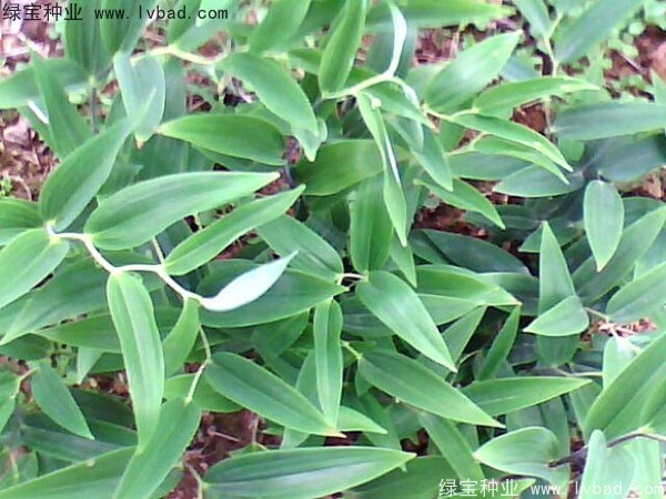 玉竹<a href='http://m.fscangbo.com/' target='_blank'>種子</a>