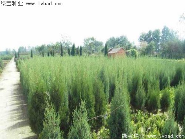 柏木<a href='http://m.fscangbo.com/' target='_blank'>種子</a>