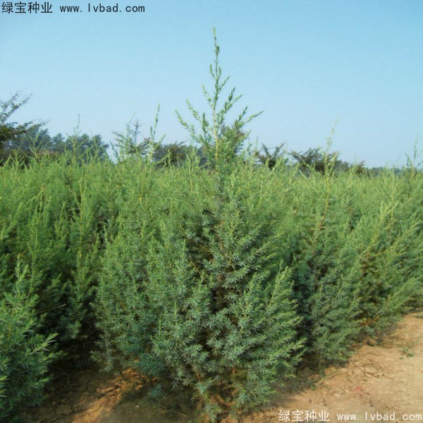 <a href='http://m.fscangbo.com/linmuzhongzi/2260.html' target='_blank'>柏木種子</a>