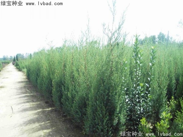 <a href='http://m.fscangbo.com/linmuzhongzi/2260.html' target='_blank'>柏木種子</a>