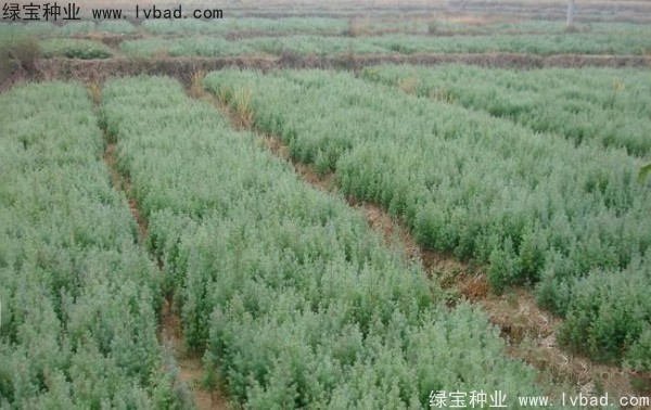 <a href='http://m.fscangbo.com/linmuzhongzi/2260.html' target='_blank'>柏木種子</a>