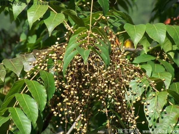 <a href='http://m.fscangbo.com/linmuzhongzi/2269.html' target='_blank'>漆樹</a><a href='http://m.fscangbo.com/' target='_blank'>種子</a>