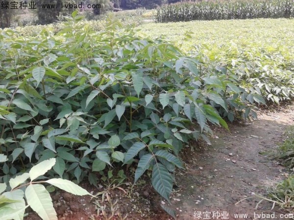<a href='http://m.fscangbo.com/linmuzhongzi/2269.html' target='_blank'>漆樹種子</a>