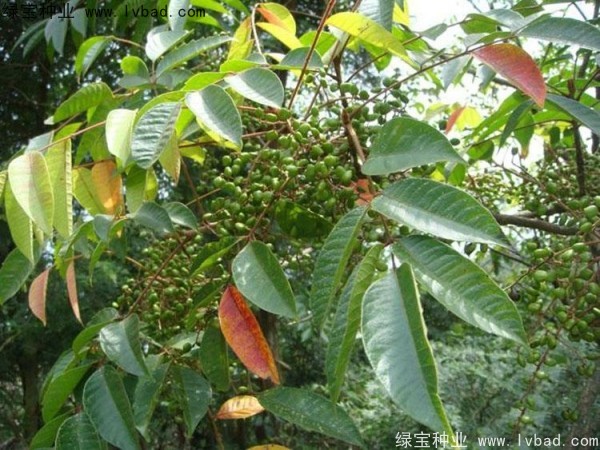 漆樹<a href='http://m.fscangbo.com/' target='_blank'>種子</a>