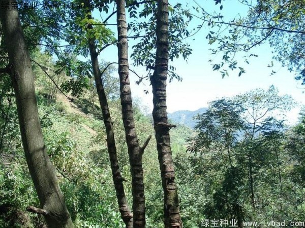 漆樹<a href='http://m.fscangbo.com/' target='_blank'>種子</a>