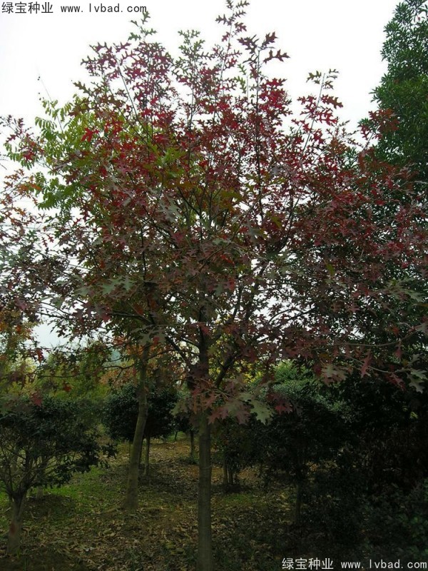 橡樹(shù)種子