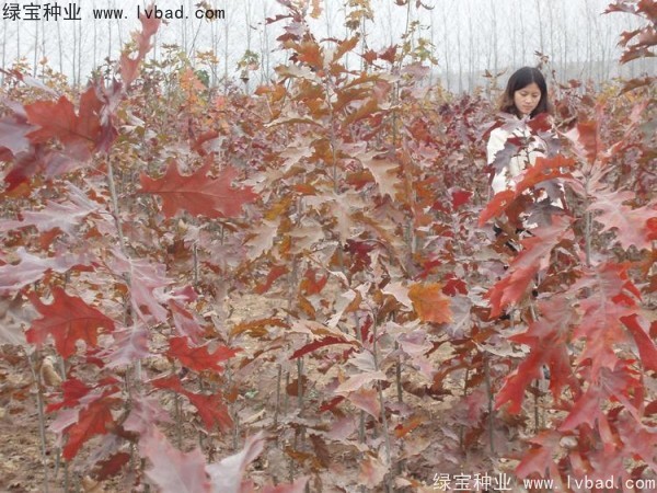 橡樹(shù)<a href='http://m.fscangbo.com/' target='_blank'>種子</a>