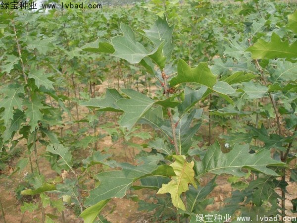 <a href='http://m.fscangbo.com/linmuzhongzi/2280.html' target='_blank'>橡樹(shù)</a><a href='http://m.fscangbo.com/' target='_blank'>種子</a>