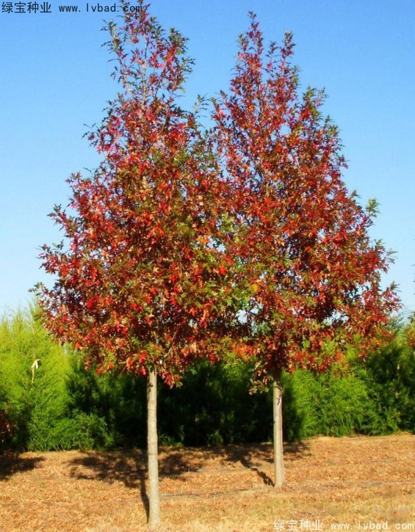 <a href='http://m.fscangbo.com/linmuzhongzi/2280.html' target='_blank'>橡樹(shù)種子</a>