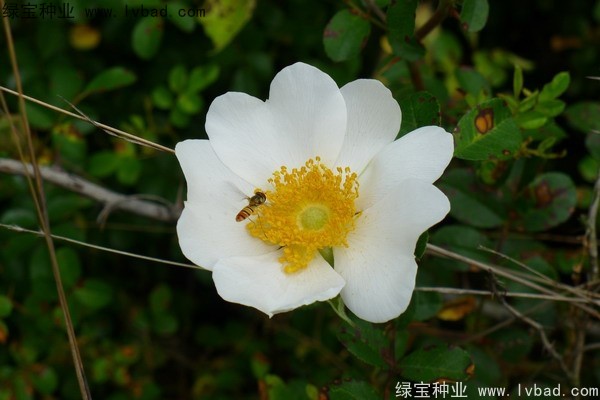 <a href='http://m.fscangbo.com/yaocaizhongzi/2294.html' target='_blank'>金櫻子</a><a href='http://m.fscangbo.com/' target='_blank'>種子</a>