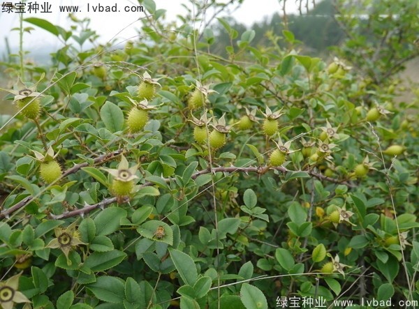 <a href='http://m.fscangbo.com/yaocaizhongzi/2294.html' target='_blank'>金櫻子種子</a>
