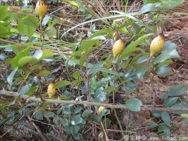 <a href='http://m.fscangbo.com/yaocaizhongzi/2294.html' target='_blank'>金櫻子</a><a href='http://m.fscangbo.com/' target='_blank'>種子</a>